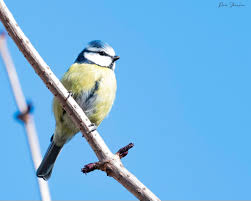 Image result for Cyanistes caeruleus