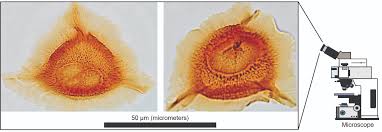 Attēlu rezultāti vaicājumam “Cribraria rubiginosa spores”