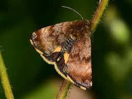 Attēlu rezultāti vaicājumam “Panemeria tenebrata”