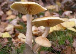 Attēlu rezultāti vaicājumam “Tricholomopsis decora”