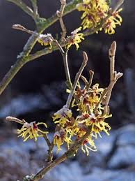 Attēlu rezultāti vaicājumam “Hamamelis vernalis flower”