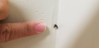 Attēlu rezultāti vaicājumam “Psychodidae”