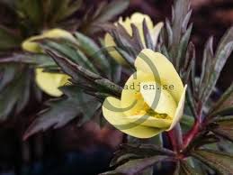 Attēlu rezultāti vaicājumam “Anemone x lipsiensis”