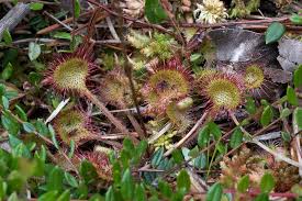 Attēlu rezultāti vaicājumam “Droseraceae”
