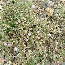 Attēlu rezultāti vaicājumam “Spergularia rubra leaf”