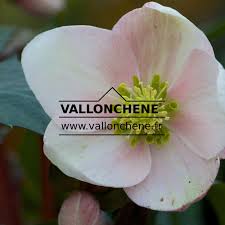 Attēlu rezultāti vaicājumam “Helleborus niger”