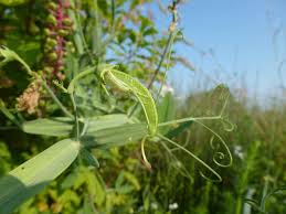 Attēlu rezultāti vaicājumam “Lathyrus sylvestris bud”