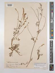 Attēlu rezultāti vaicājumam “Onobrychis arenaria”