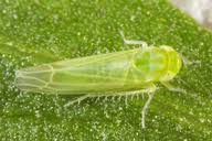 Attēlu rezultāti vaicājumam “Empoasca sp.”