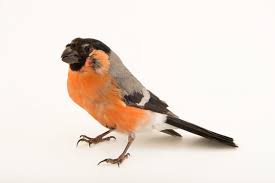 Attēlu rezultāti vaicājumam “Pyrrhula pyrrhula male”