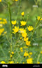Attēlu rezultāti vaicājumam “Hieracium umbellatum flower”