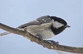 Attēlu rezultāti vaicājumam “Periparus ater”