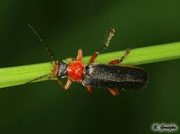 Attēlu rezultāti vaicājumam “Cantharidae”