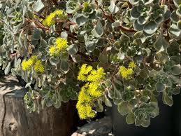 Image result for Aichryson