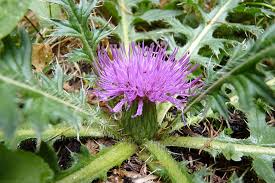 Attēlu rezultāti vaicājumam “Cirsium acaule”