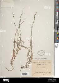 Attēlu rezultāti vaicājumam “Carex globularis”