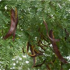 Attēlu rezultāti vaicājumam “Gleditsia triacanthos”