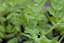 Image result for Myrrhis odorata