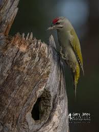 Attēlu rezultāti vaicājumam “Picus canus”
