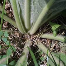 Attēlu rezultāti vaicājumam “Verbascum thapsus”