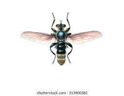 Attēlu rezultāti vaicājumam “Laphria gibbosa”