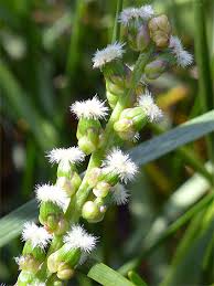 Attēlu rezultāti vaicājumam “Triglochin maritimum flower”