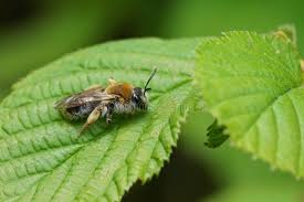 Attēlu rezultāti vaicājumam “Andrena haemorrhoa female”