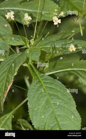 Attēlu rezultāti vaicājumam “Impatiens parviflora”