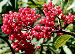 Attēlu rezultāti vaicājumam “Luzula multiflora fruit”