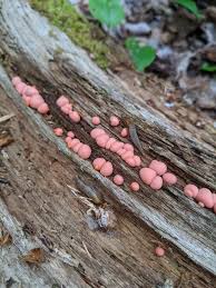 Attēlu rezultāti vaicājumam “Lycogala cf. fossiculatum young”