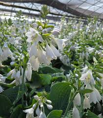 Image result for Hosta sieboldiana 'Elegans'