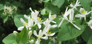 Attēlu rezultāti vaicājumam “Lonicera tatarica bud”