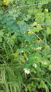 Attēlu rezultāti vaicājumam “Vicia pisiformis”
