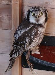 Image result for Surnia ulula