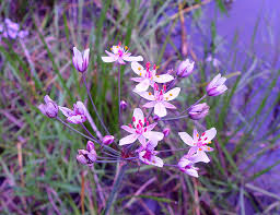 Attēlu rezultāti vaicājumam “Butomaceae”
