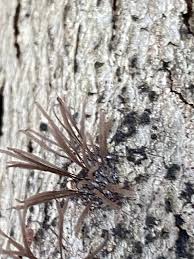 Attēlu rezultāti vaicājumam “Willkommlangea reticulata young”