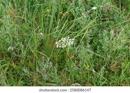 Attēlu rezultāti vaicājumam “Peucedanum oreoselinum flower”