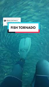 Image result for Tornado Divers
