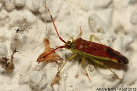 Attēlu rezultāti vaicājumam “Pantilius tunicatus”