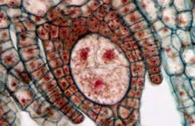 Attēlu rezultāti vaicājumam “Tritomaria exsectiformis cells”