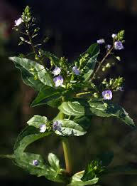 Attēlu rezultāti vaicājumam “Veronica anagallis-aquatica fruit”