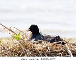 Attēlu rezultāti vaicājumam “Fulica atra nest”