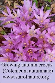 Attēlu rezultāti vaicājumam “Colchicum autumnale”