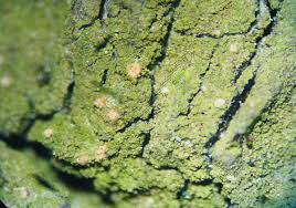 Attēlu rezultāti vaicājumam “Verrucaria hydrela”