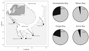 Image result for Liopsetta glacialis