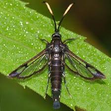 Attēlu rezultāti vaicājumam “Sesiidae”