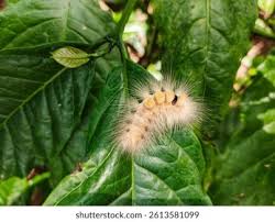 Attēlu rezultāti vaicājumam “Calliteara pudibunda”