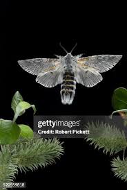 Attēlu rezultāti vaicājumam “Cerura vinula imago”