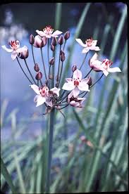 Attēlu rezultāti vaicājumam “Butomaceae”