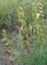 Attēlu rezultāti vaicājumam “Linaria vulgaris flower”